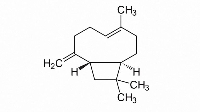 Beta-Caryophyllene: An Essential Terpene For Pain & Anxiety