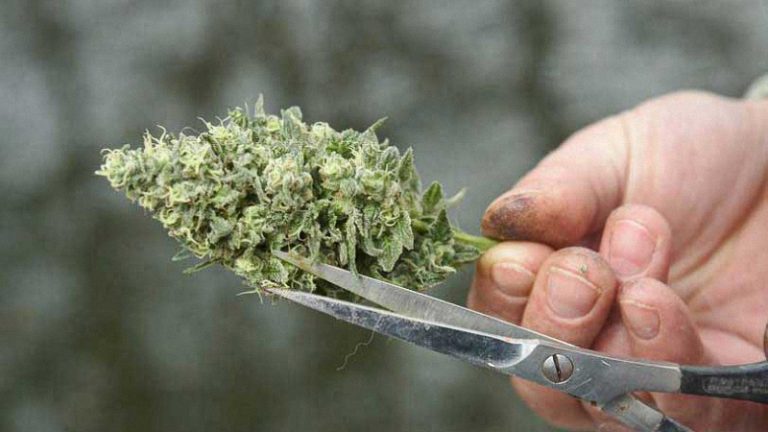 marijuana bud trimmer