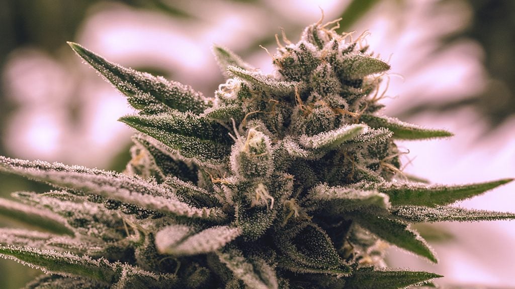 5 Strongest Marijuana Strains in 2022 Which are the Highest in THC?