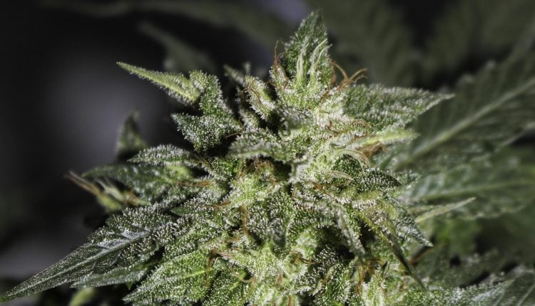 5 Strongest Marijuana Strains In 2020: Which Are The Highest In THC?