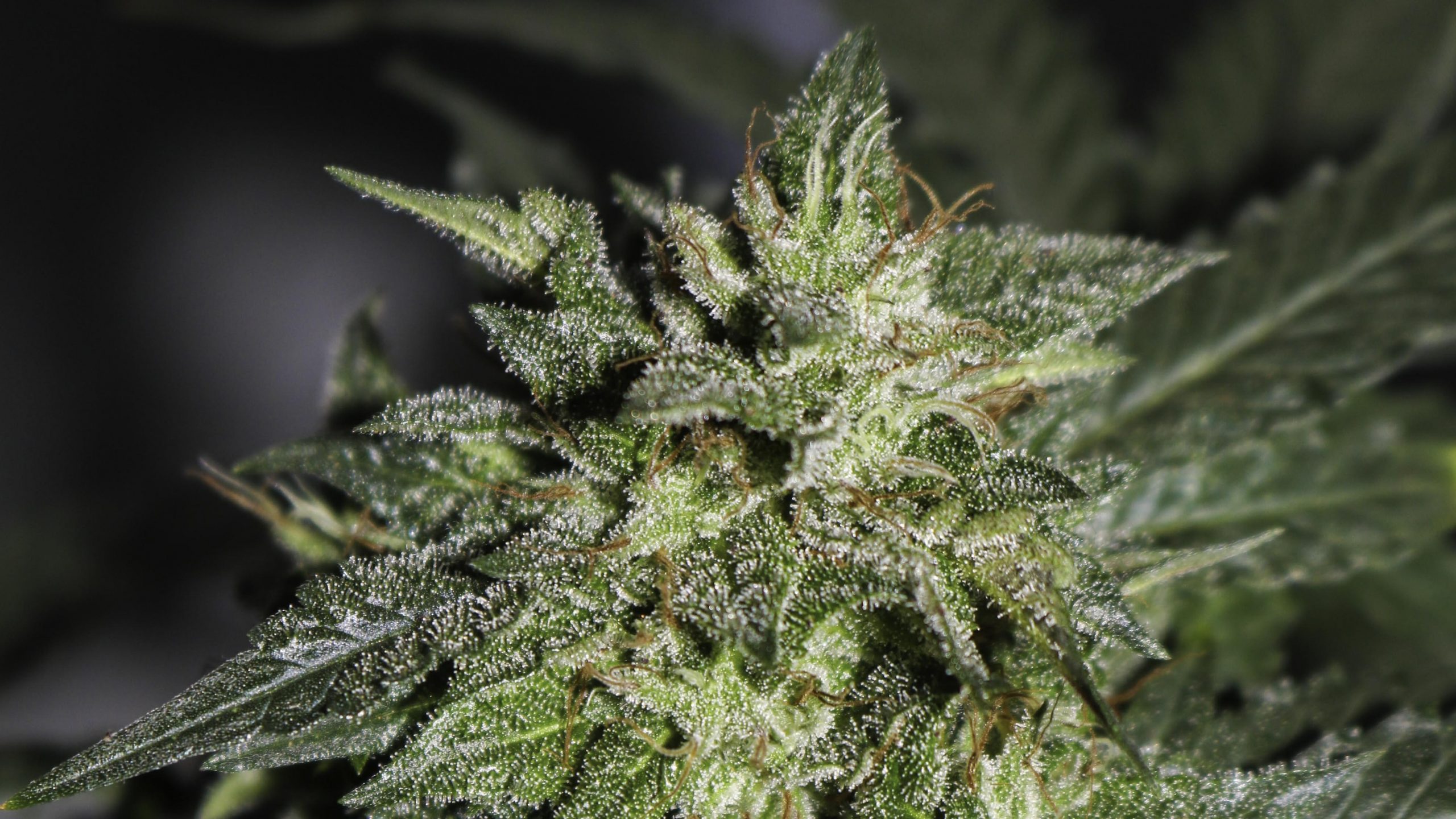 5 Strongest Marijuana Strains In 2020 Which Are The Highest In THC 