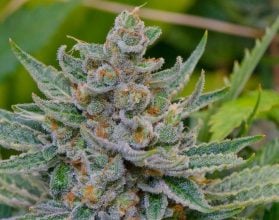 Best Weed Strains Of 2022: Top 10 Strains For Smoking And Growing